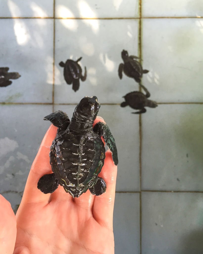 Sea Turtle on the hand before first swim in the pool with family. Reptile newborn hatched from egg. Rare ocean species in sanctuary or zoo. Nature caring image. Black baby of olive green turtle